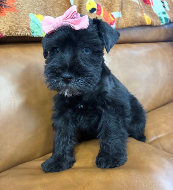 Mini Schnauzer