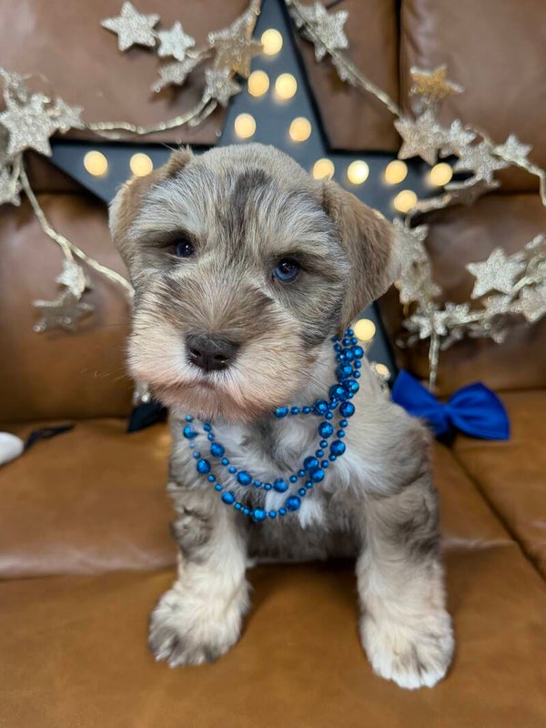 Mini schnauzer