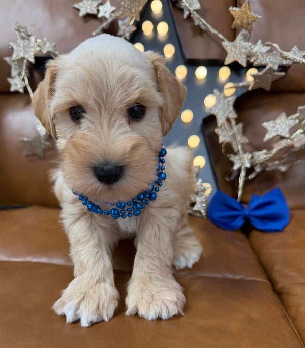 Mini schnauzer