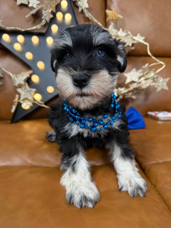 Mini schnauzer