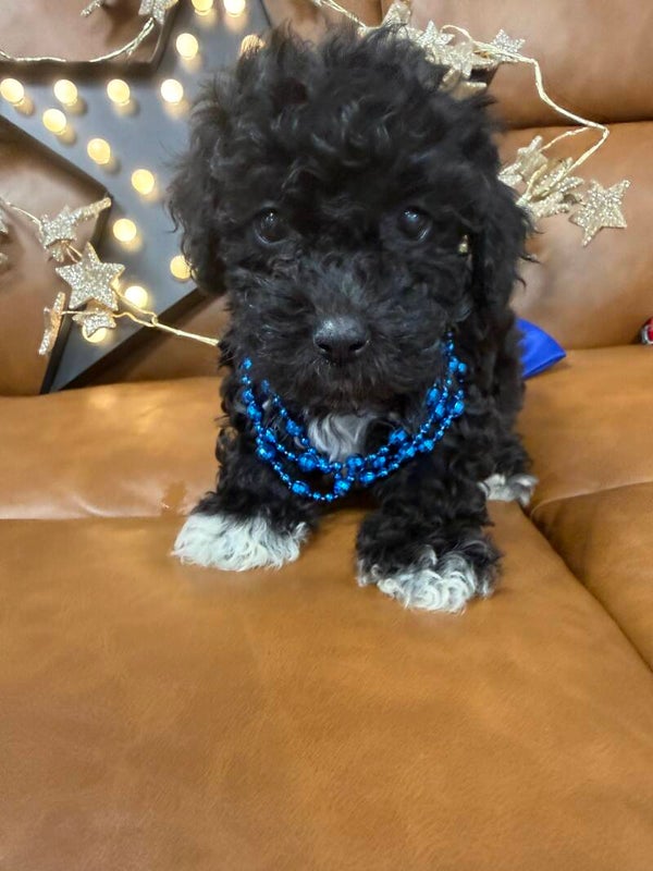 Poochon