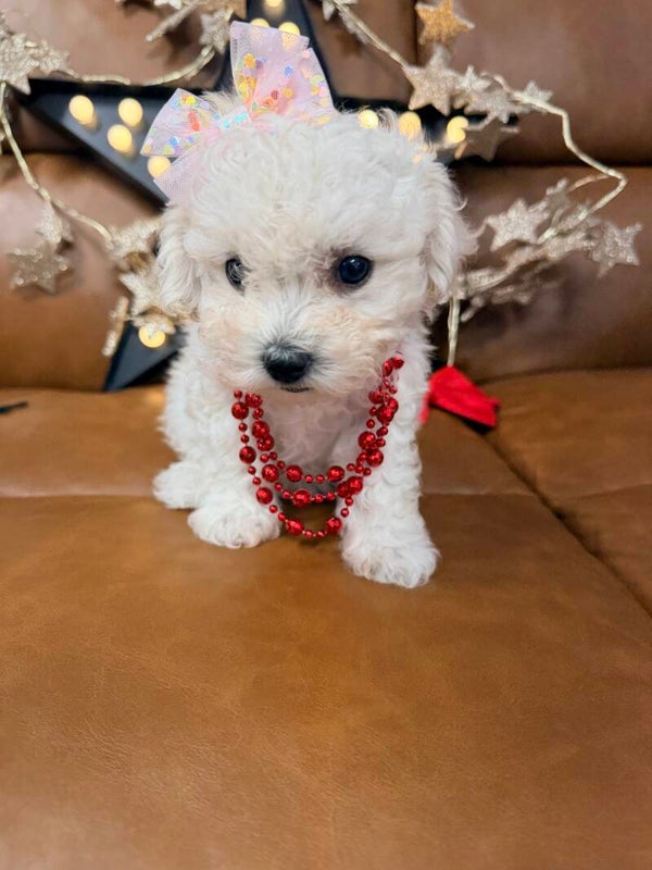 Poochon