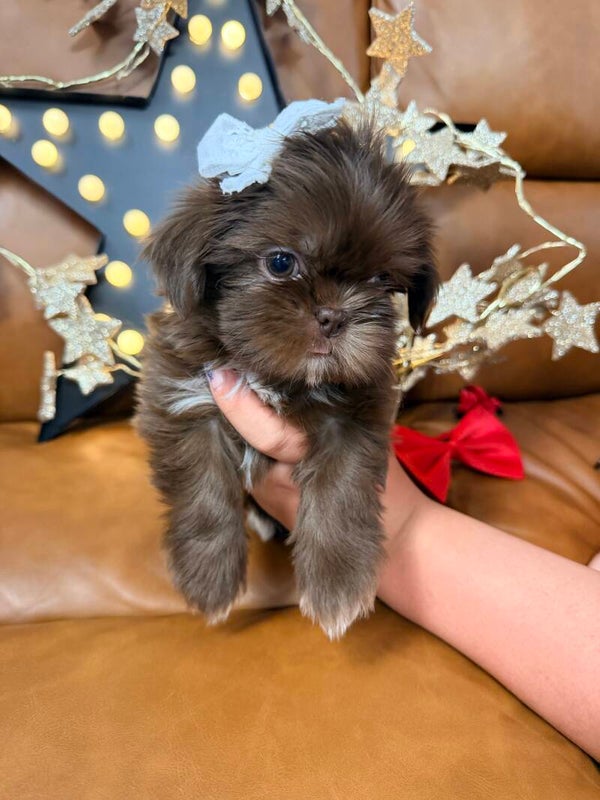 Shih Tzu