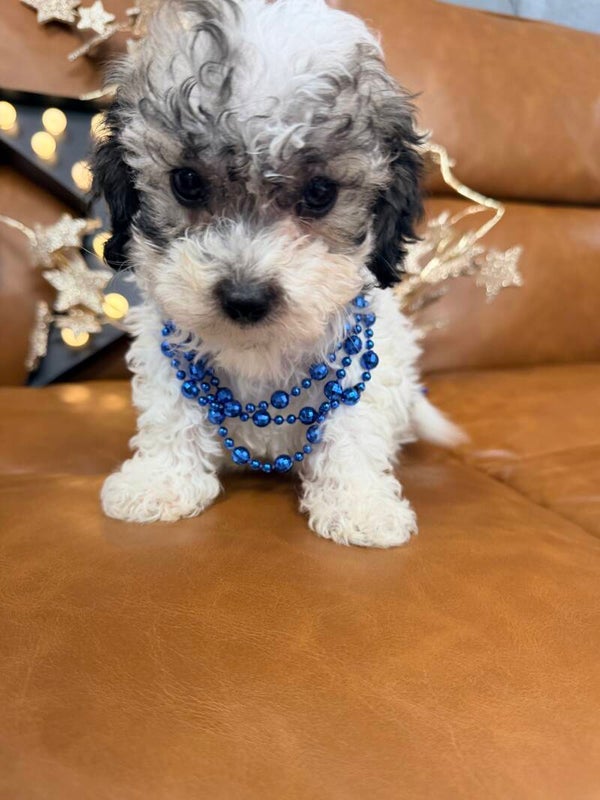 Poochon