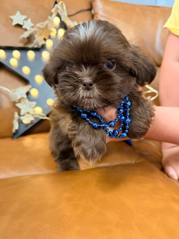Shih Tzu