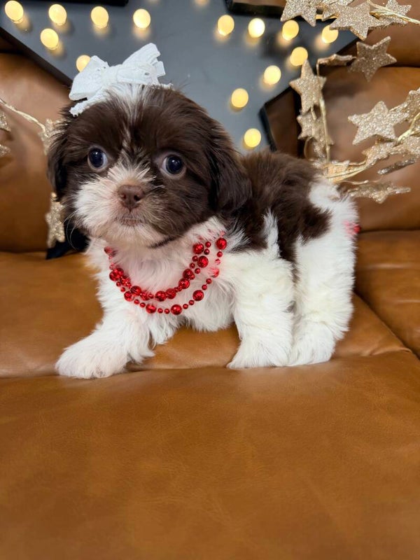 Shih Tzu