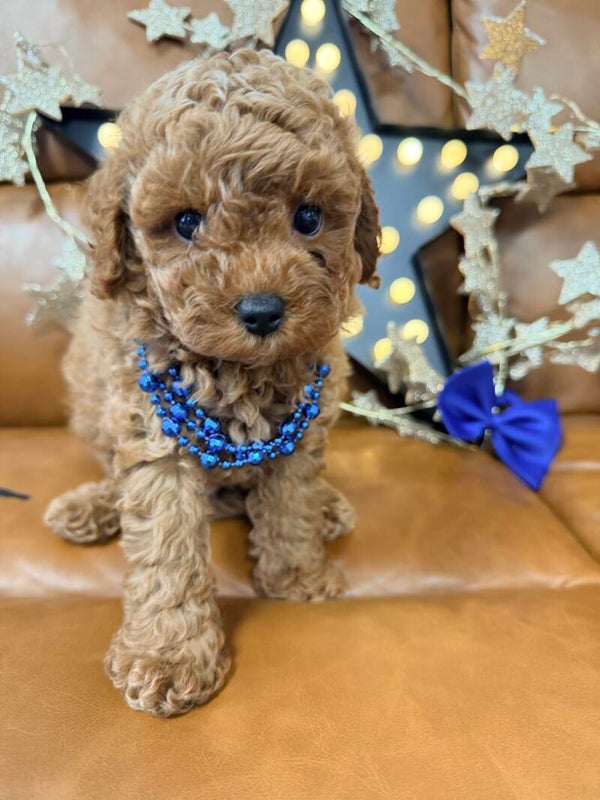 Poochon