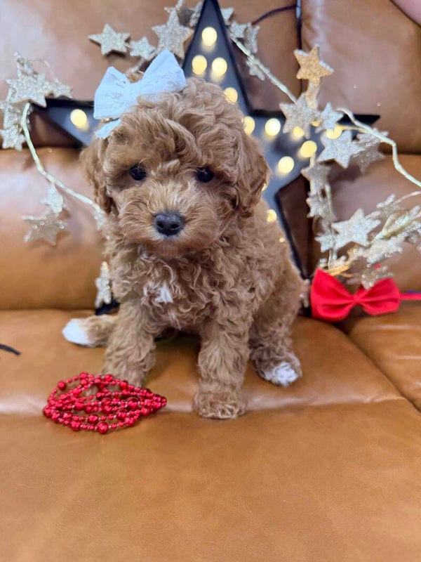 Poochon