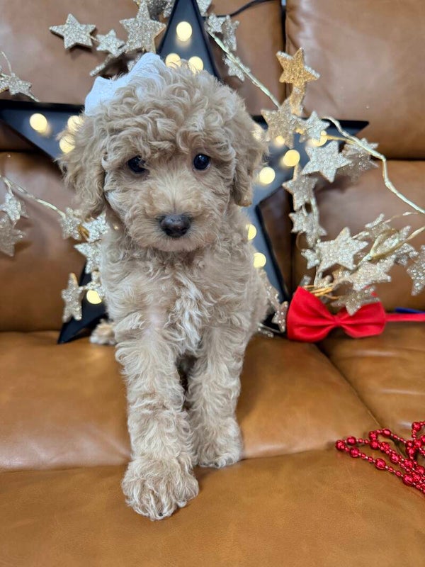 Poochon