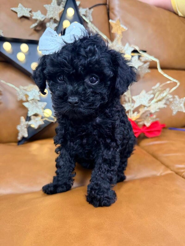 Toy poodle
