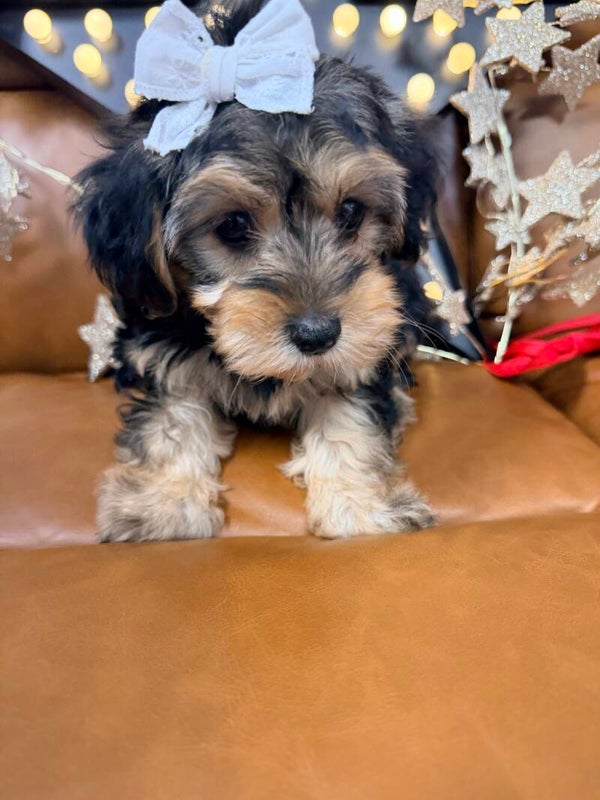 Yorkie-poo