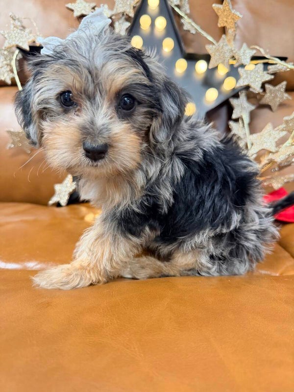 Yorkie-poo