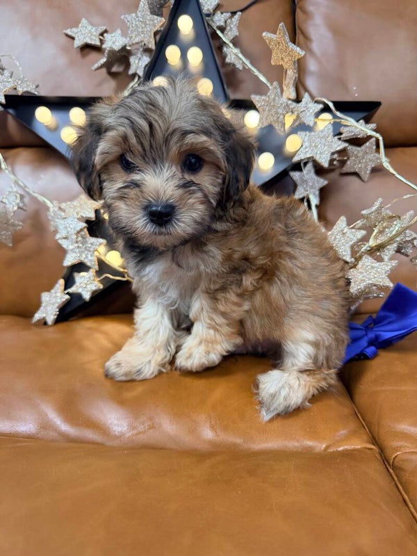 Yorkie-poo