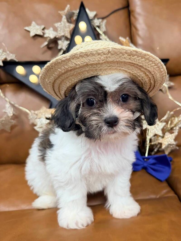 Teddy bear