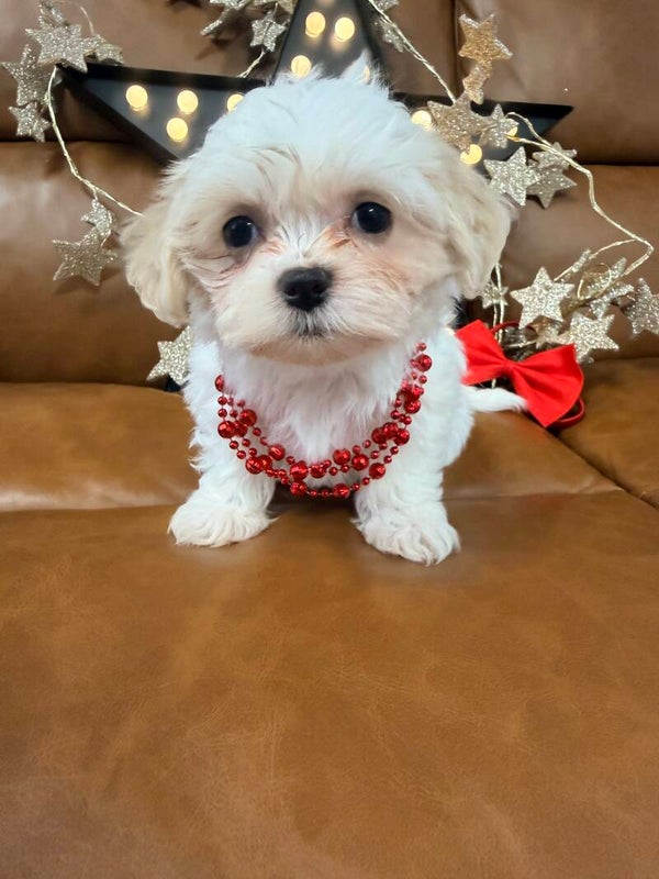 Teddy bear