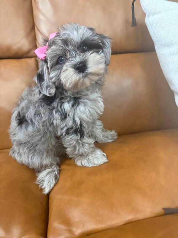 Yorkie poo