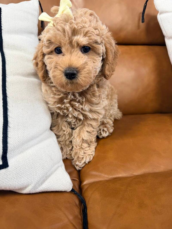 Poochon