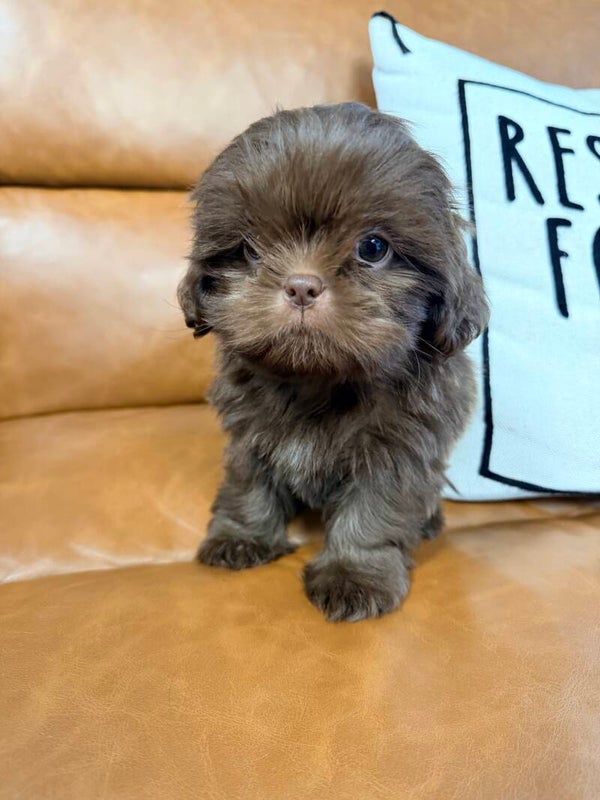 Shih Tzu