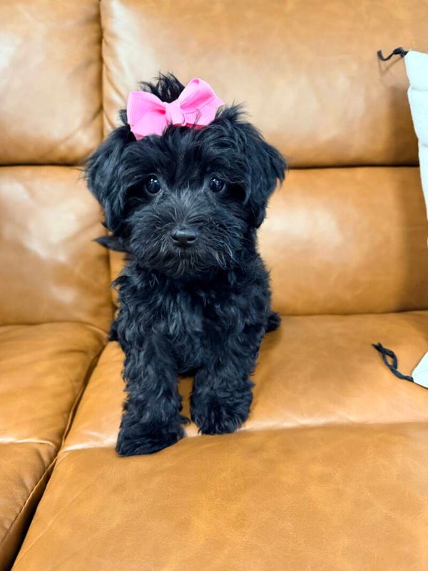 Yorkie poo
