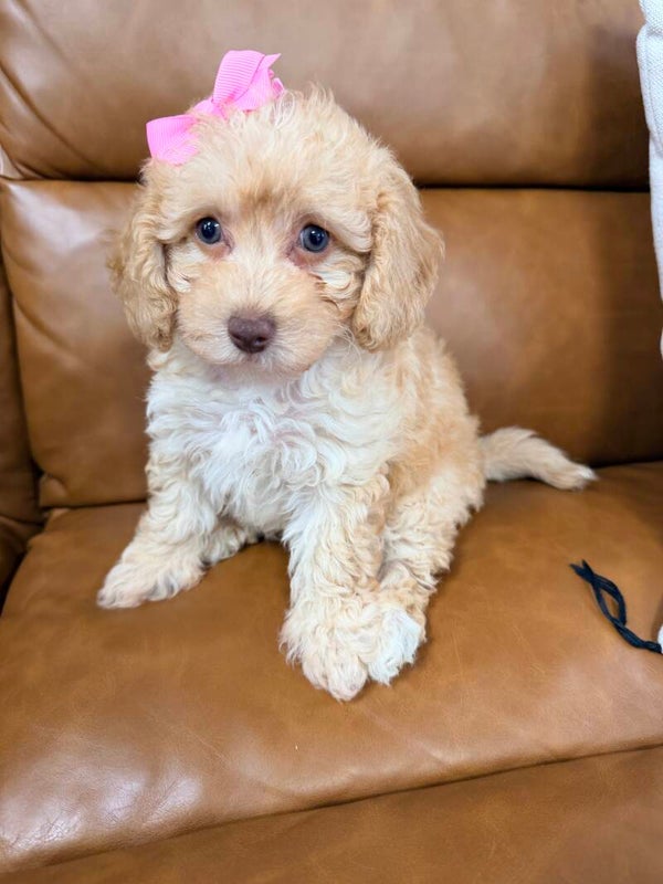Toy poodle