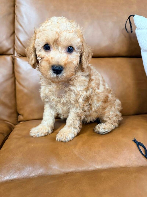 Toy poodle