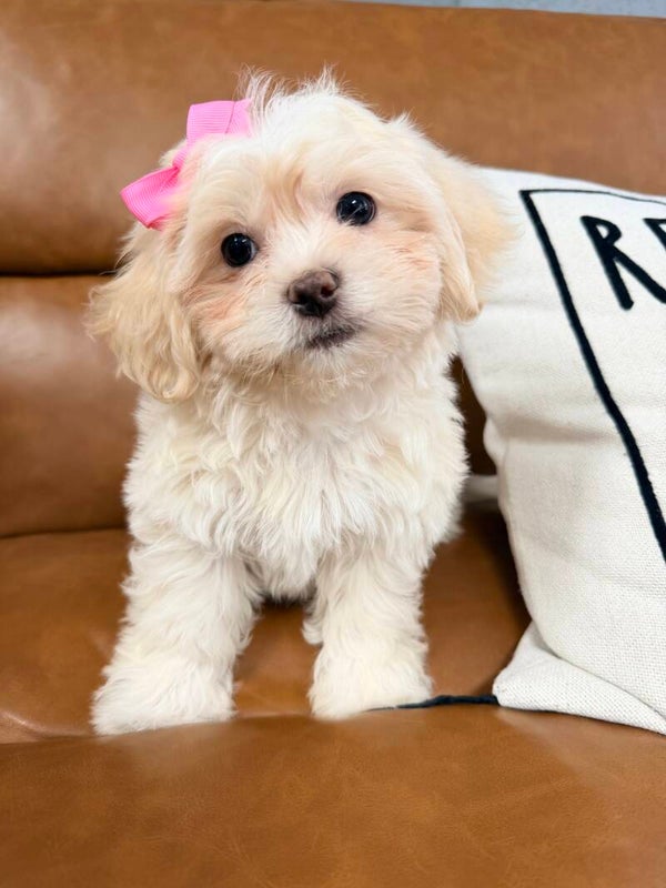Teddy bear
