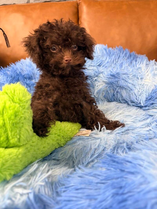 Toy poodle
