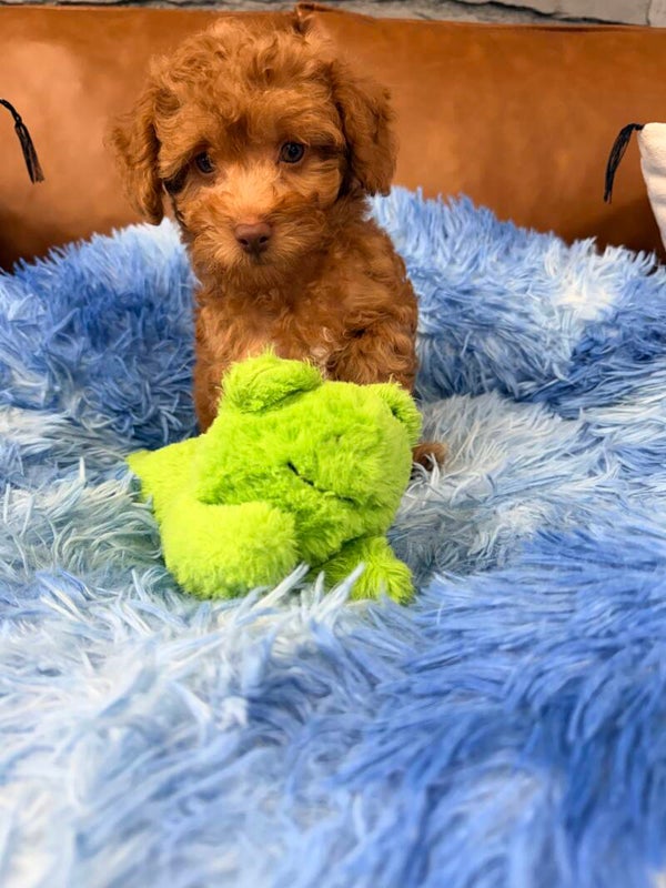 Toy poodle