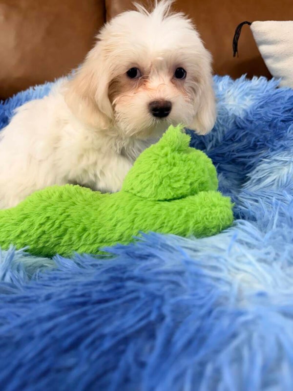 Teddy bear