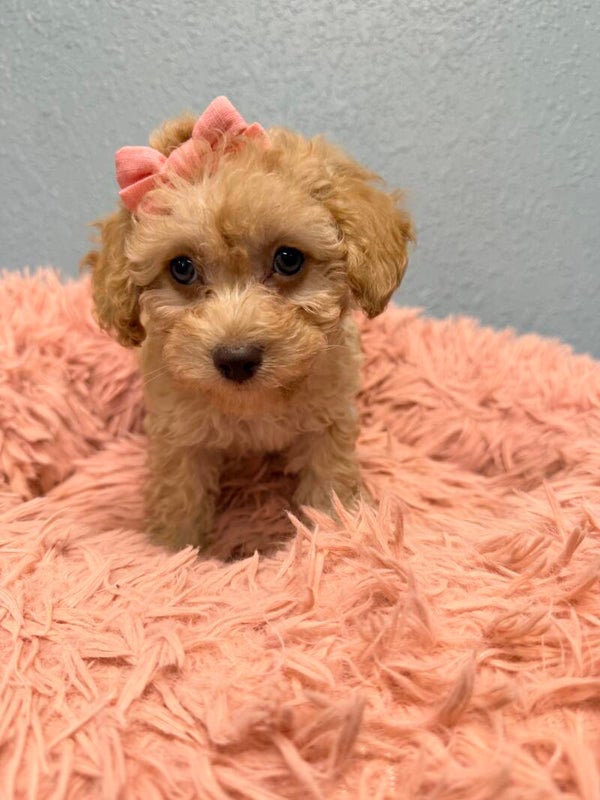 Toy poodle