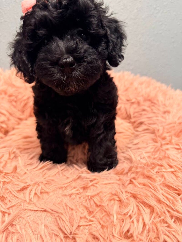 Mini goldendoodle