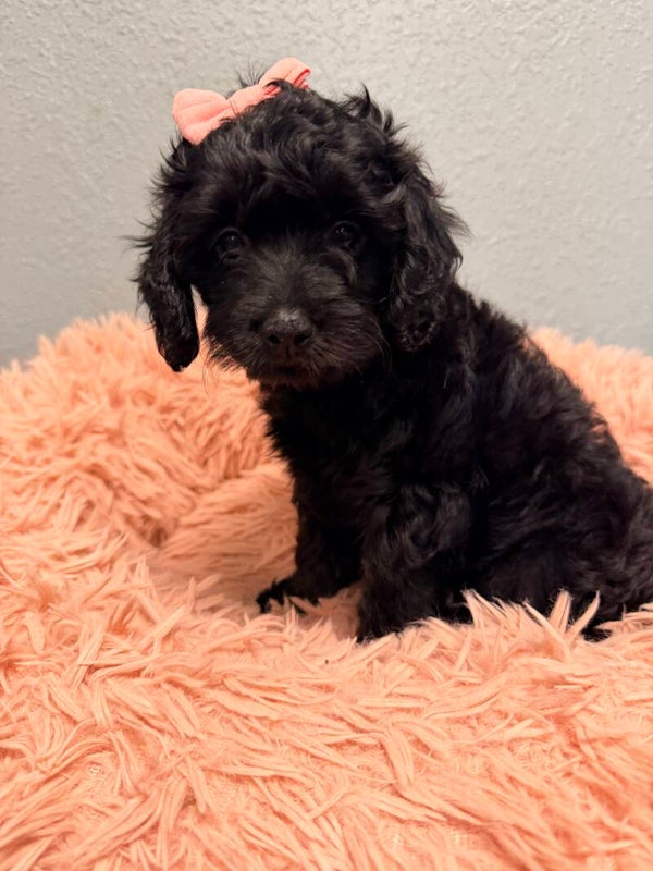 Mini Goldendoodle
