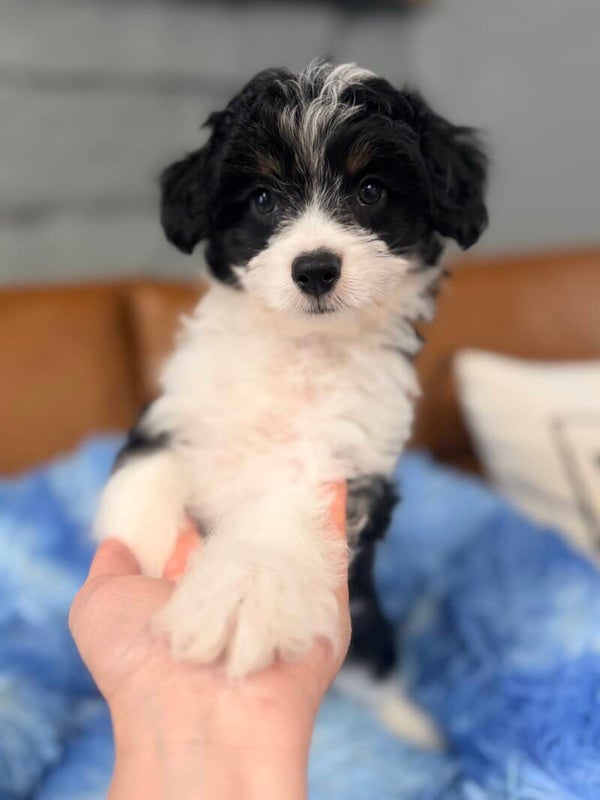 Mini Aussie doodle