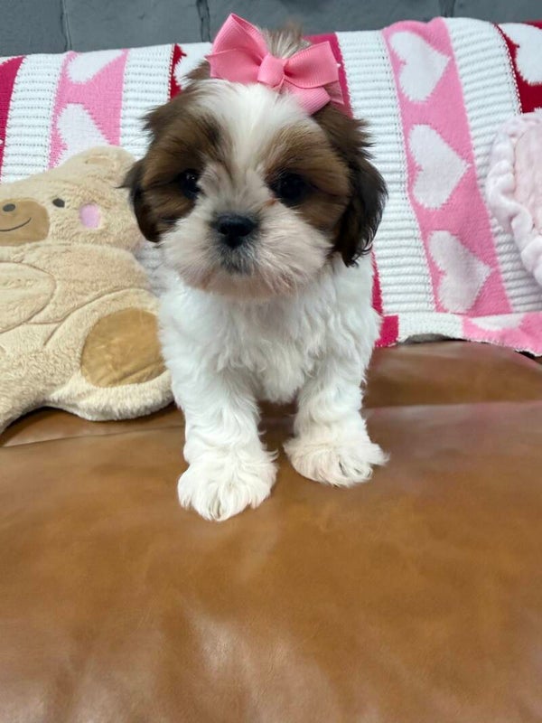 Shih-Tzu