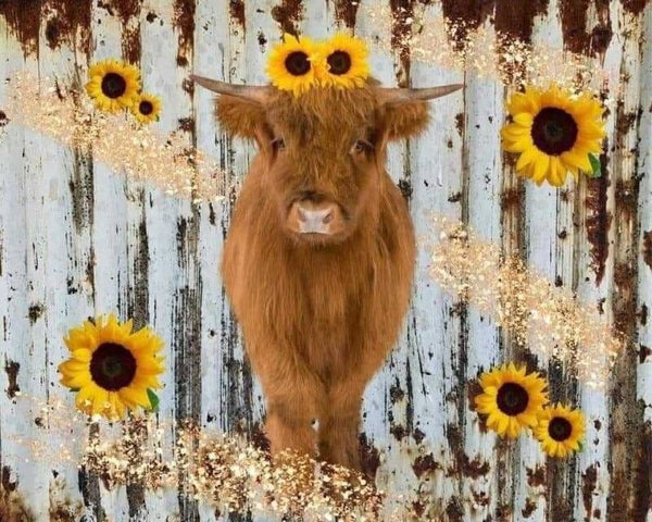 Highland Cows (Harvest of Hearts)
