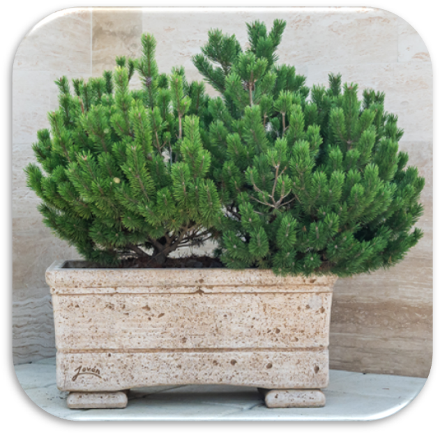 Budapest Lade 101 mit Sockel