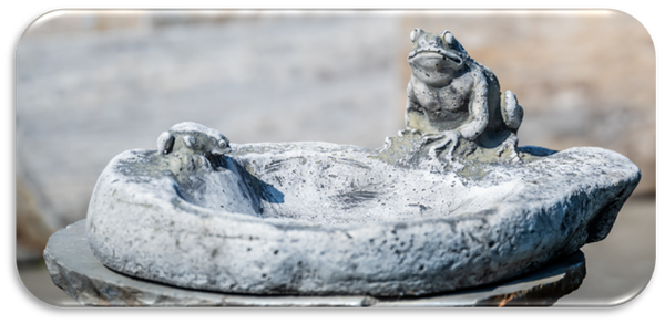 Vogeltränke Frösche