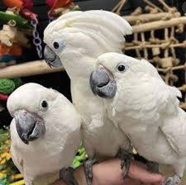 Regalo pappagalli Cacatua in adozione