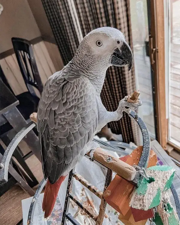 Pappagallo Cenerino Africano di 2-3-4-5 mesi in adozione