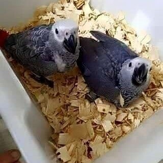 Pappagallo cenerino del Congo