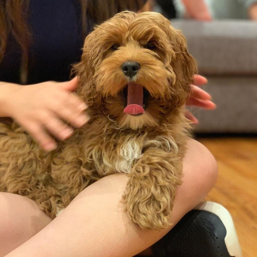 Splendidi cuccioli di Cockapoo F1 - Testati e allevati in casa 🐾