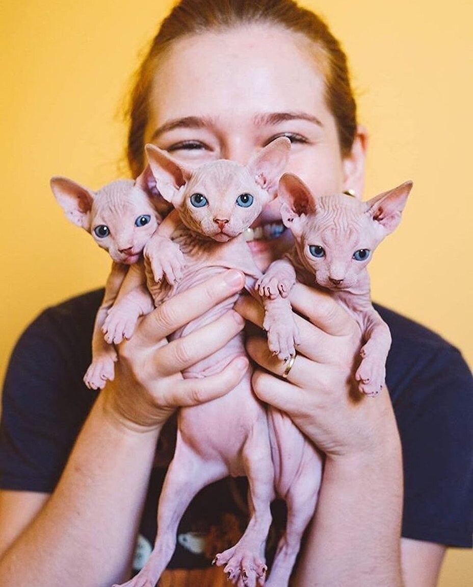 Gattini Sphynx i compagni più caldi e rugosi per eccellenza