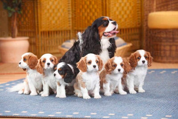 Adorabili cuccioli di Cavalier King Charles Spaniel KC Reg - natura dolcissima