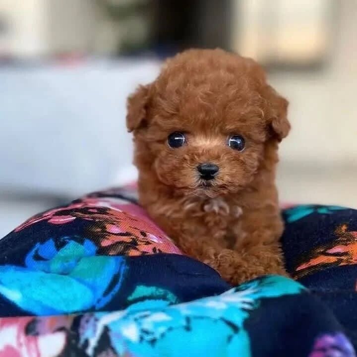 Cuccioli di barboncino toy fantastici.