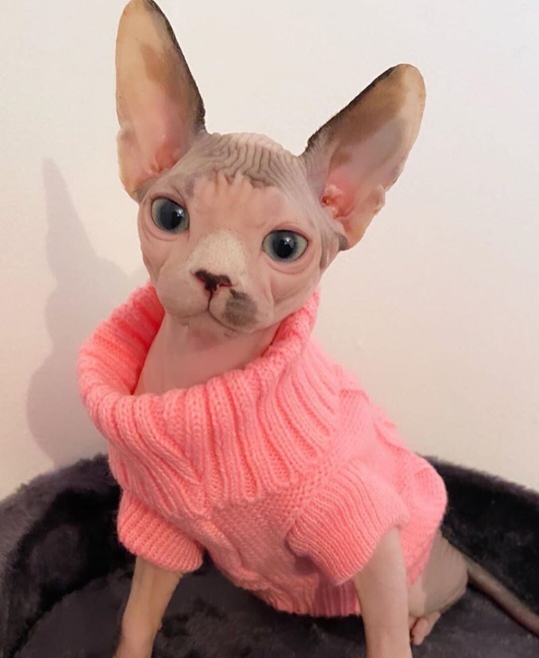 6 bellissimi Sphynx canadesi puri