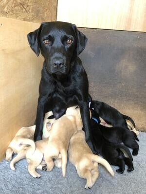 🐾 L'attesa è finita! La nostra splendida cucciolata di Labrador è arrivata!
