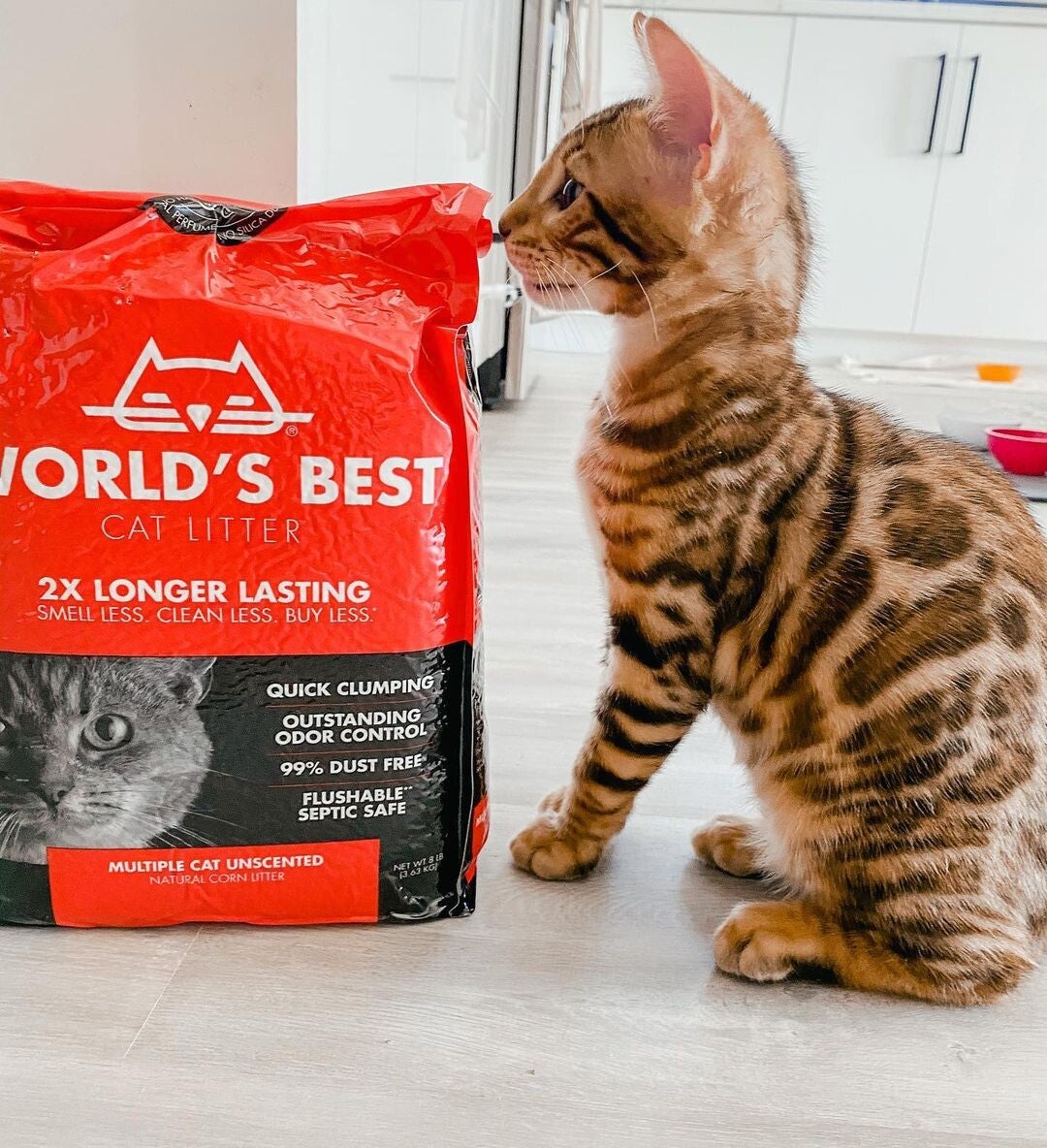 🐆 Gattini Bengala mozzafiato - rosette ad alto contrasto