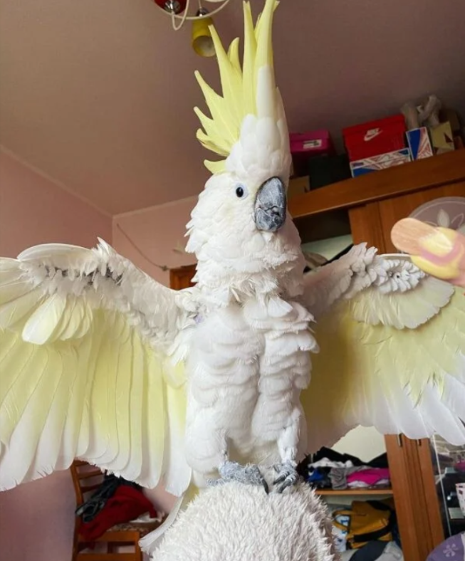 Cacatua dal ciuffo giallo - Disponibile per l'adozione