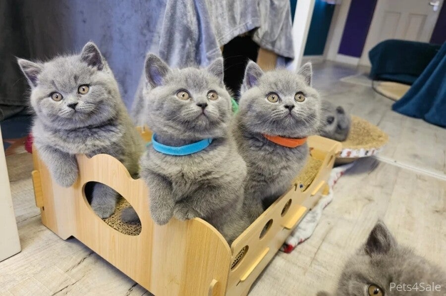 ✨ Splendidi gattini British Shorthair dalle guance paffute (reg. GCCF)