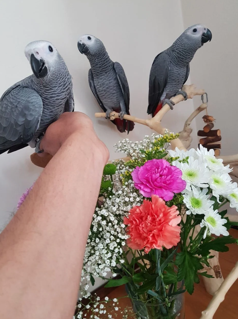 Pappagalli cenerini africani